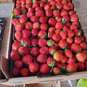 Farm fresh ripe and sweet strawberries from Spruce Ridge Farm in Rodney, Ontario.