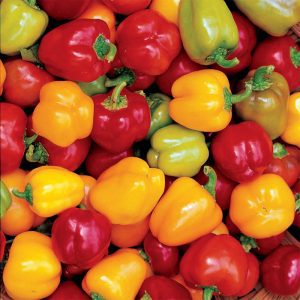 Farm fresh mixed red, orange and green bell peppers from Spruce Ridge Farm in Rodney, Ontario.